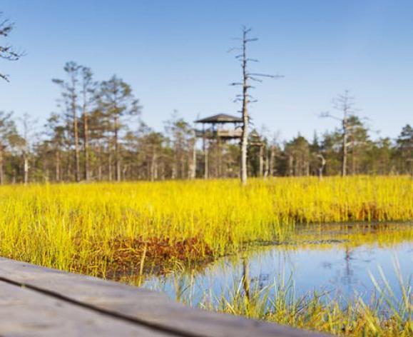 a wooden foot bridge over water